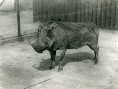 イボイノシシ、ロンドン動物園、1923年（bw写真） 作： Frederick William Bond